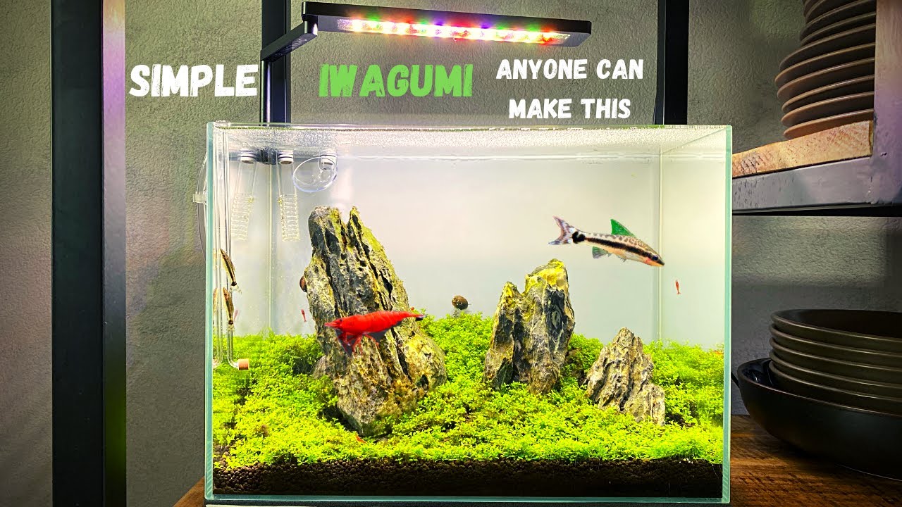 Aquascape Tutorial: Super Simple Low Budget Nano Tank - This Could Be Your First Aquascape!!