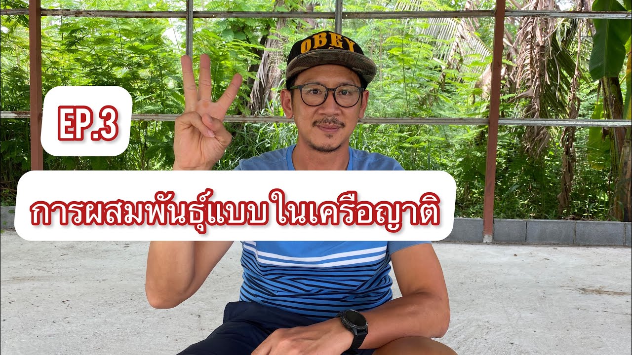 การผสมพันธ์ุแบบในเครือญาติ [ep.3] (081-555-3334)