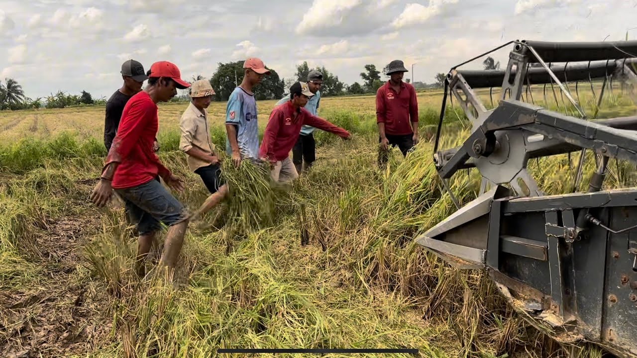 Gây cấn hồi hộp từ đầu video đến cuối Bắt chuột mùa gặt lúa bữa nay trúng mánh quá đậm # 359