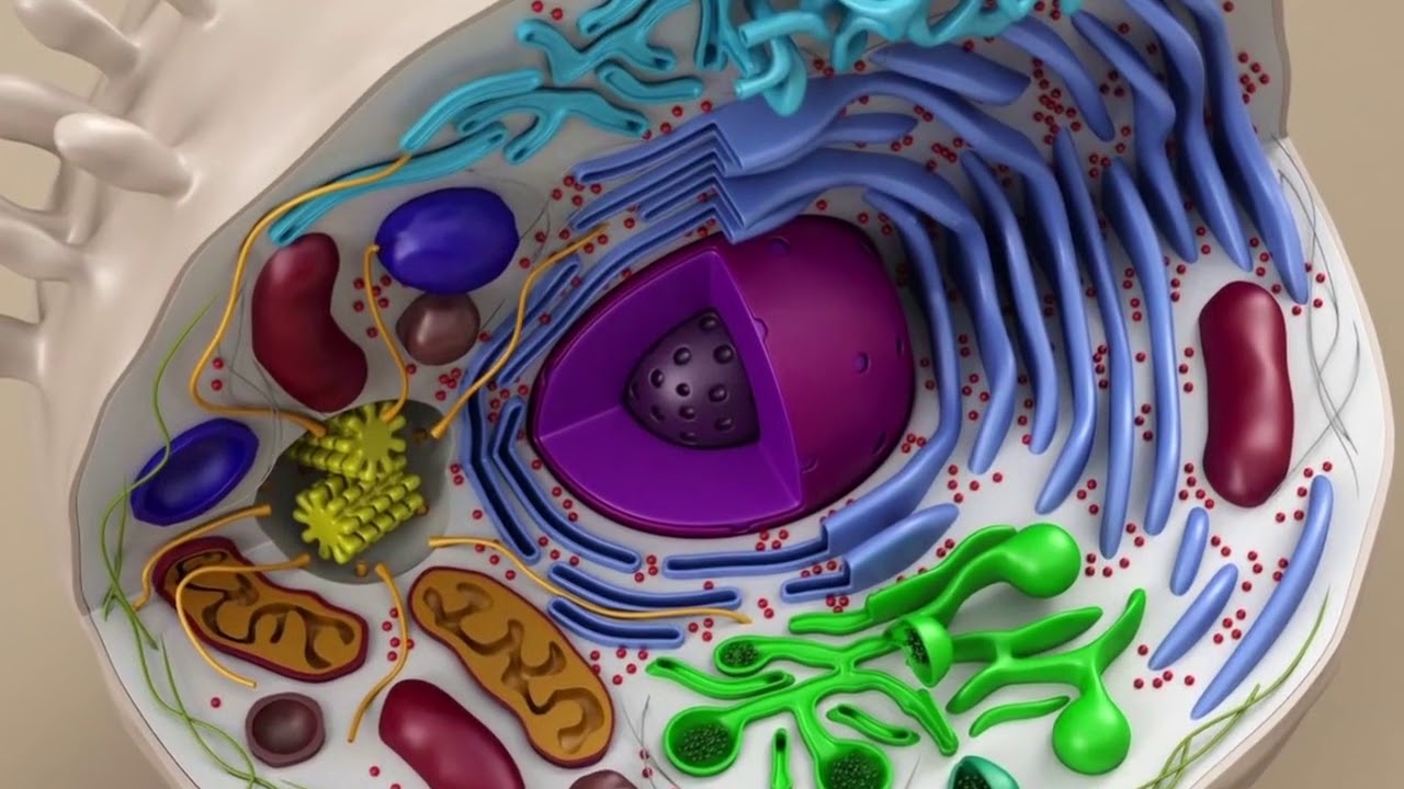 Lernprozesse und elektromagnetische Prozesse - Wasserstrukturierer.de