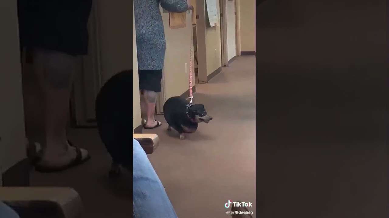 Damn boi he thicc dog tiktok