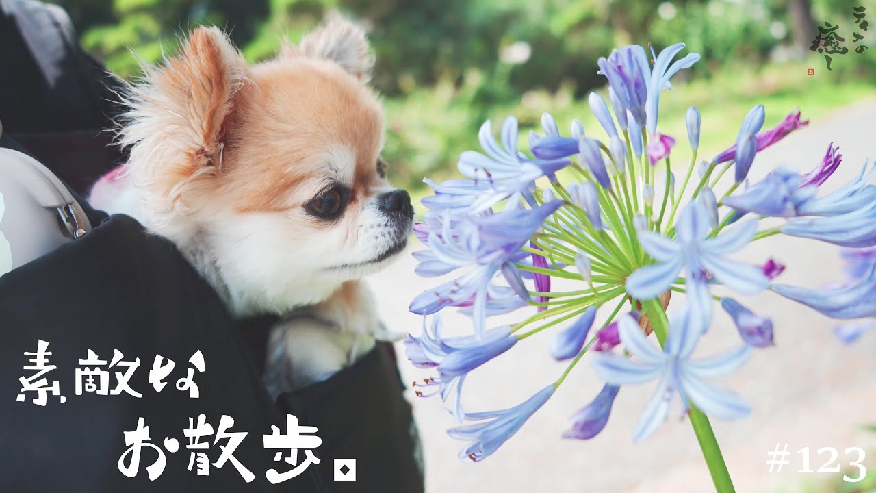 【犬旅行】浜名湖ガーデンパークでゆったり...これで無料って大丈夫ッ!?!?【チワワ】