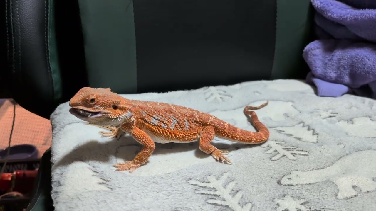 フトアゴトカゲ！ヒゲさんで〜す！感激の瞬間