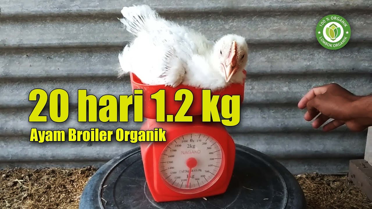 Usia 20 Hari Berat 1.2 kg Ayam Broiler Organik