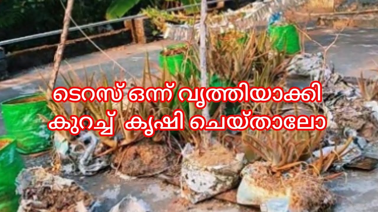 ടെറസ് ഒന്ന് വൃത്തിയാക്കി കുറച്ച് കൃഷി ചെയ്താലോ..