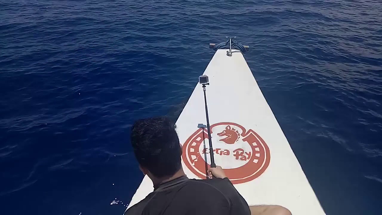 Dophin Watching at Ta&ntilde;on Strait