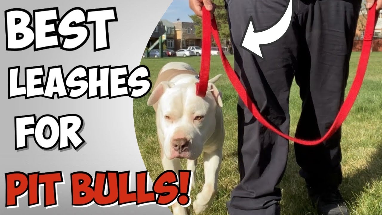 BEST and WORST Leashes to train your Pit bull in 2022!