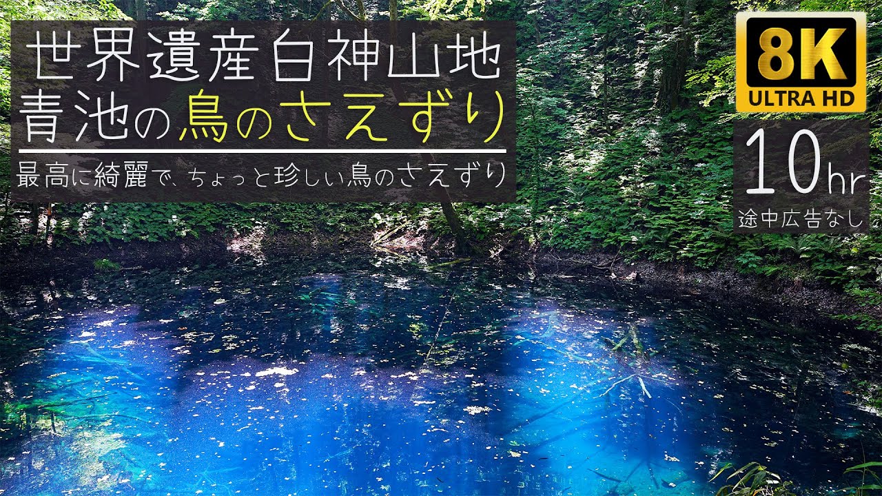 白神山地【8K映像 鳥のさえずり10時間】神秘の青池: 日本の自然が作る奇跡と癒しの世界遺産  珍しい鳴き声で綺麗にさえずる野鳥達　■途中広告なし■　作業のお供に聴いてみて下さい。