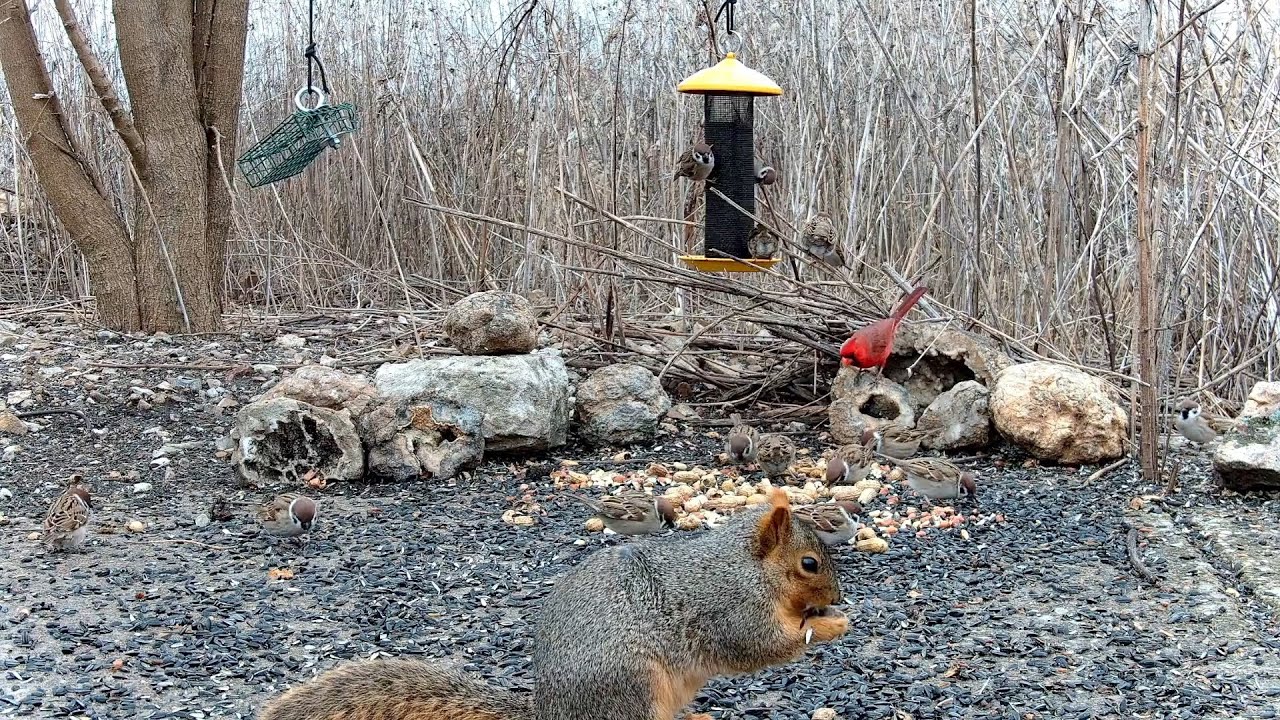Bird Feeder 02-15-2023