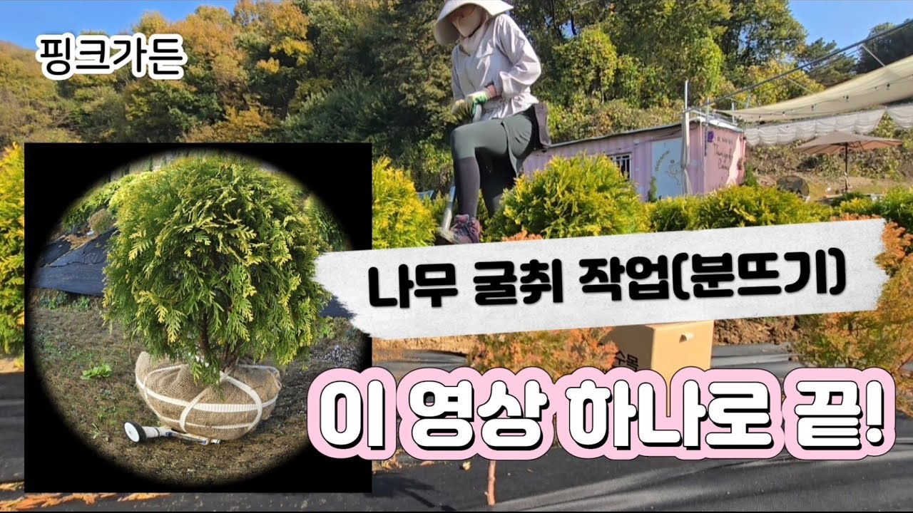 나무 굴취 작업 (분뜨기) 한번 보시죠!!