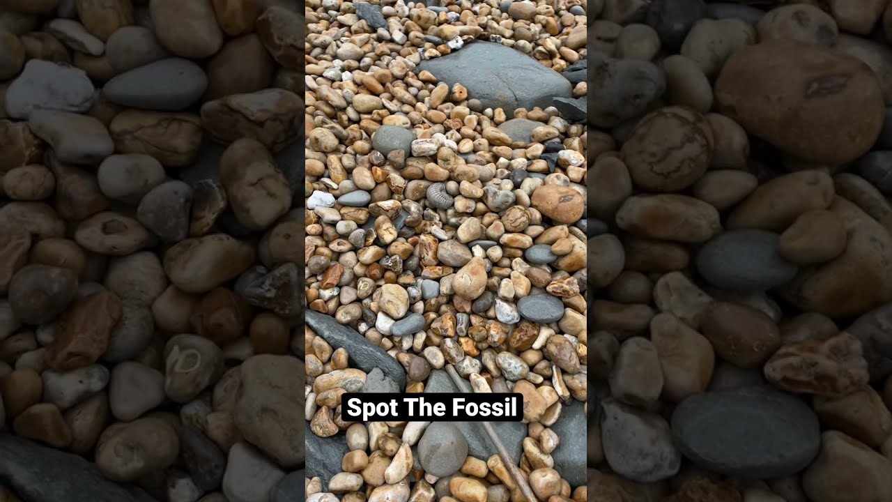 Spot! The Professional Fossil Hunter&rsquo;s Find?🤔#shorts