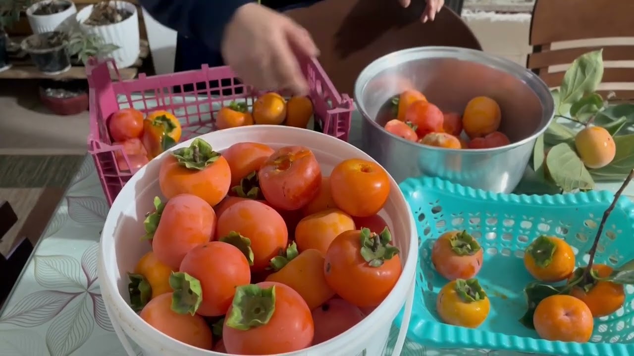 طرز تهیه شیره خرمالو جنگل های شمالen:homemade persimmon molasses from northern Iran's forests