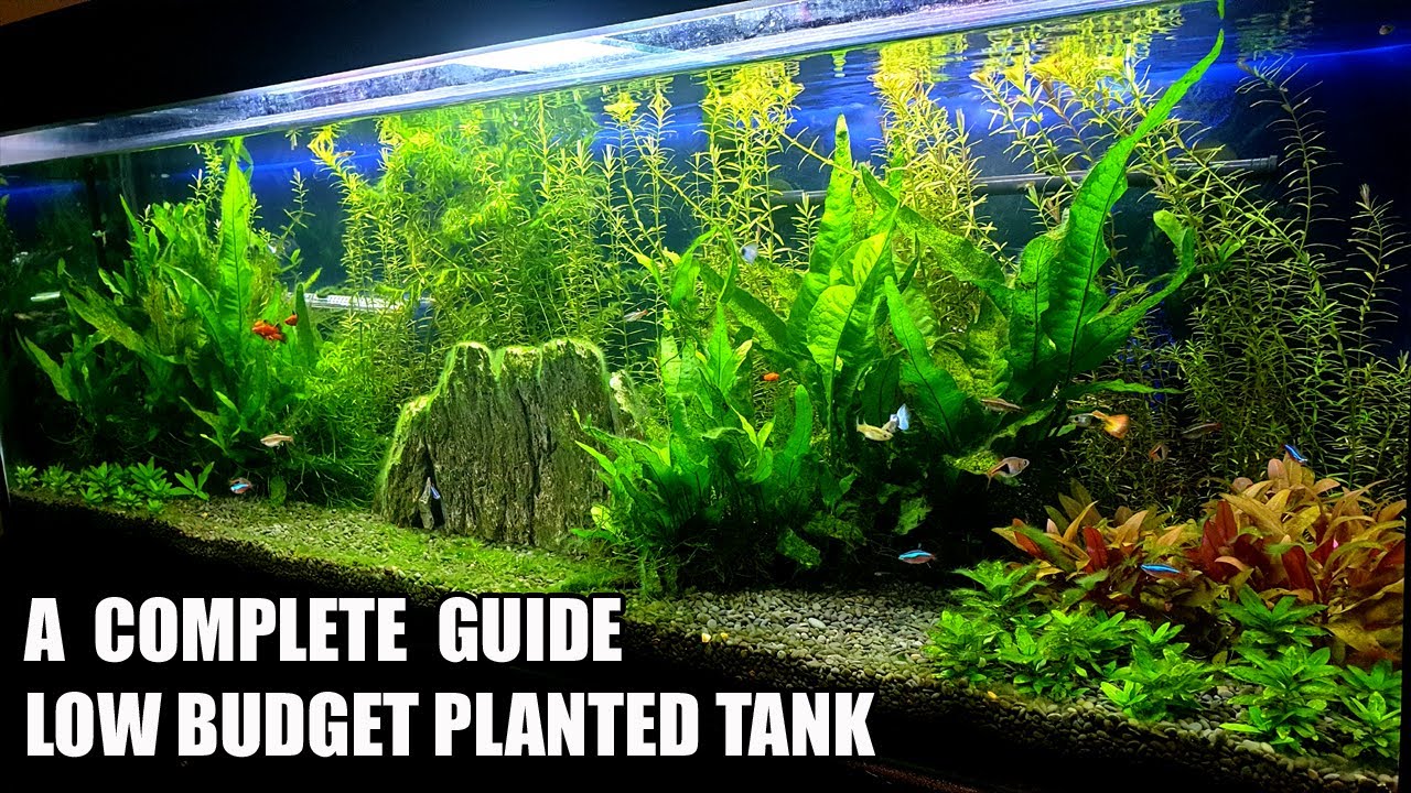 Build Low Tech Planted Tank For Tropical Fish