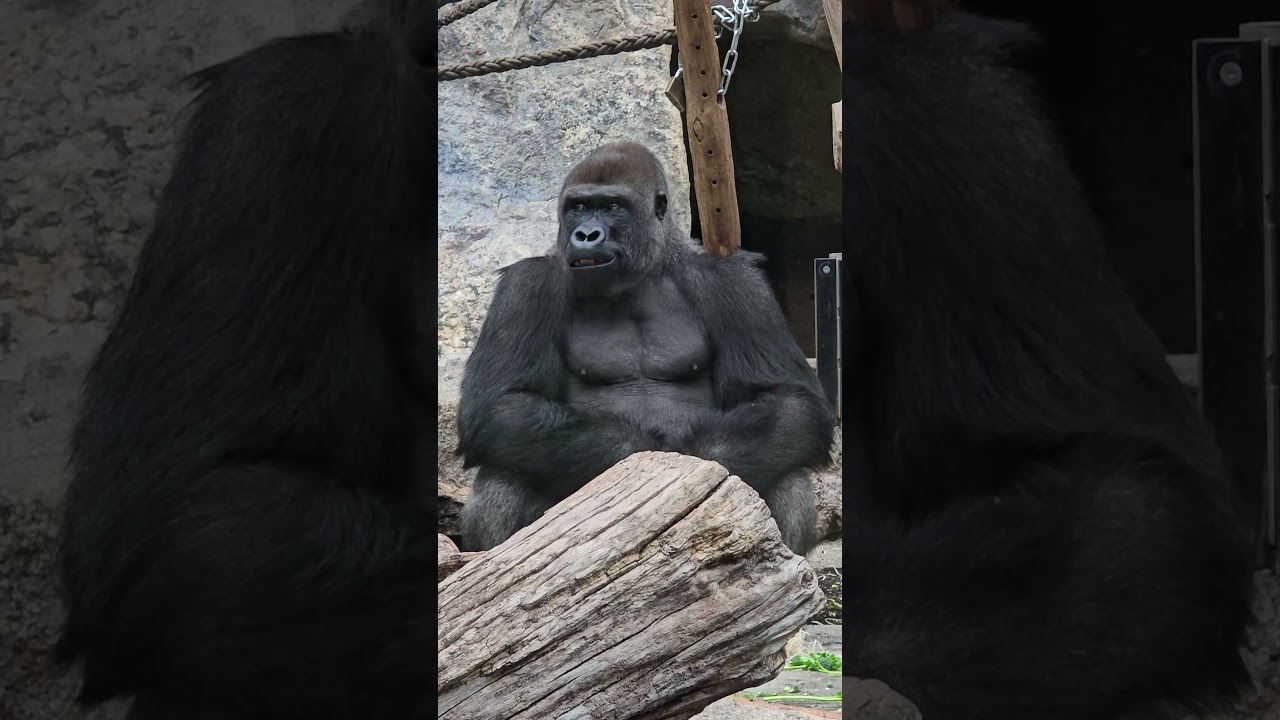 Gorilla Okanda klettert heute viel 🦍