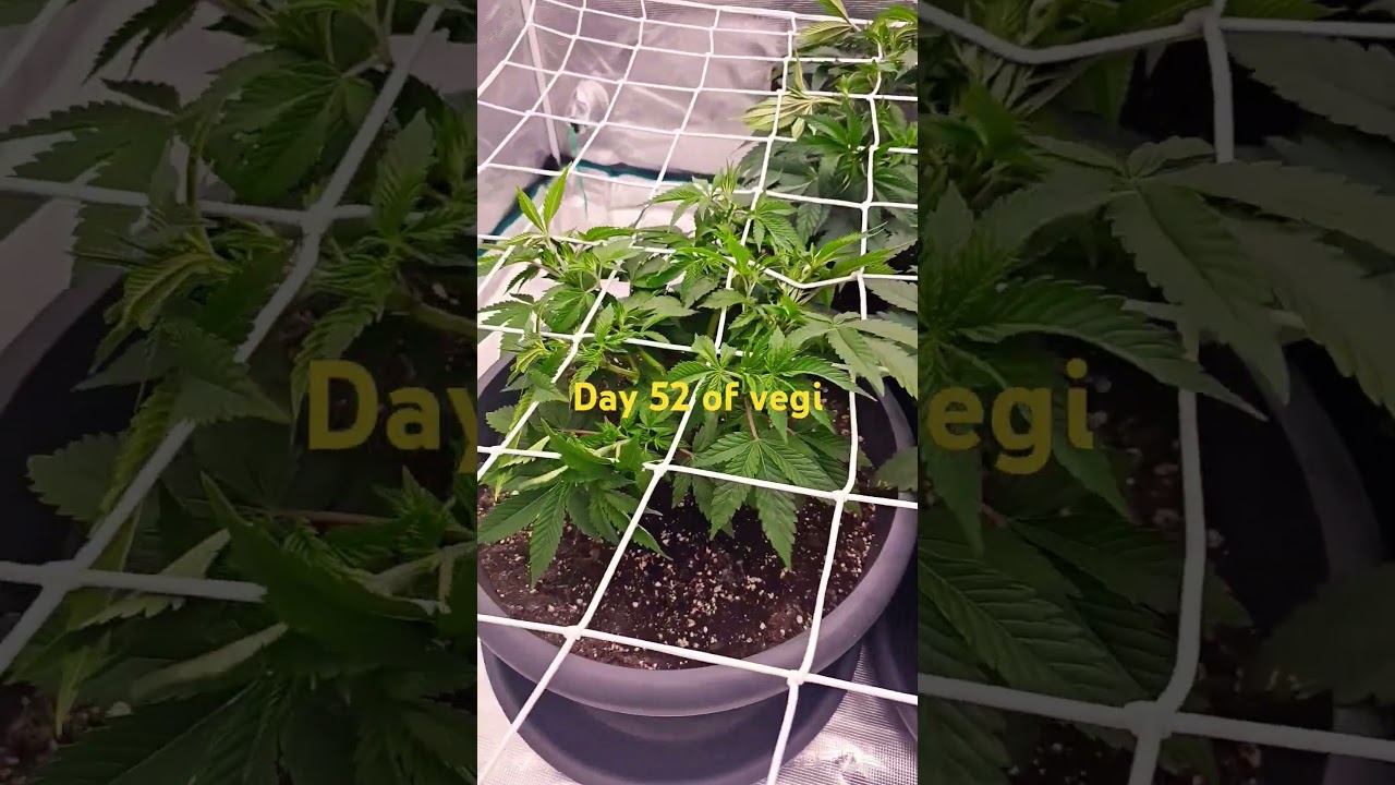 Super Lemon Haze by Greenhouse Seeds #indoor #reggae #greenhouse #lemon #smokeweedeveryday #weedzao