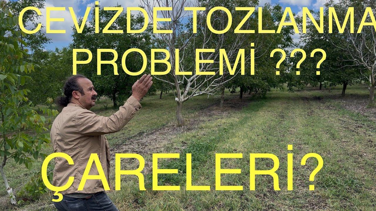 CEVİZDE TOZLANMA SORUNUNA RONDE ÇEŞİDİNİN ETKİSİ. Ceviz adam Ahmet