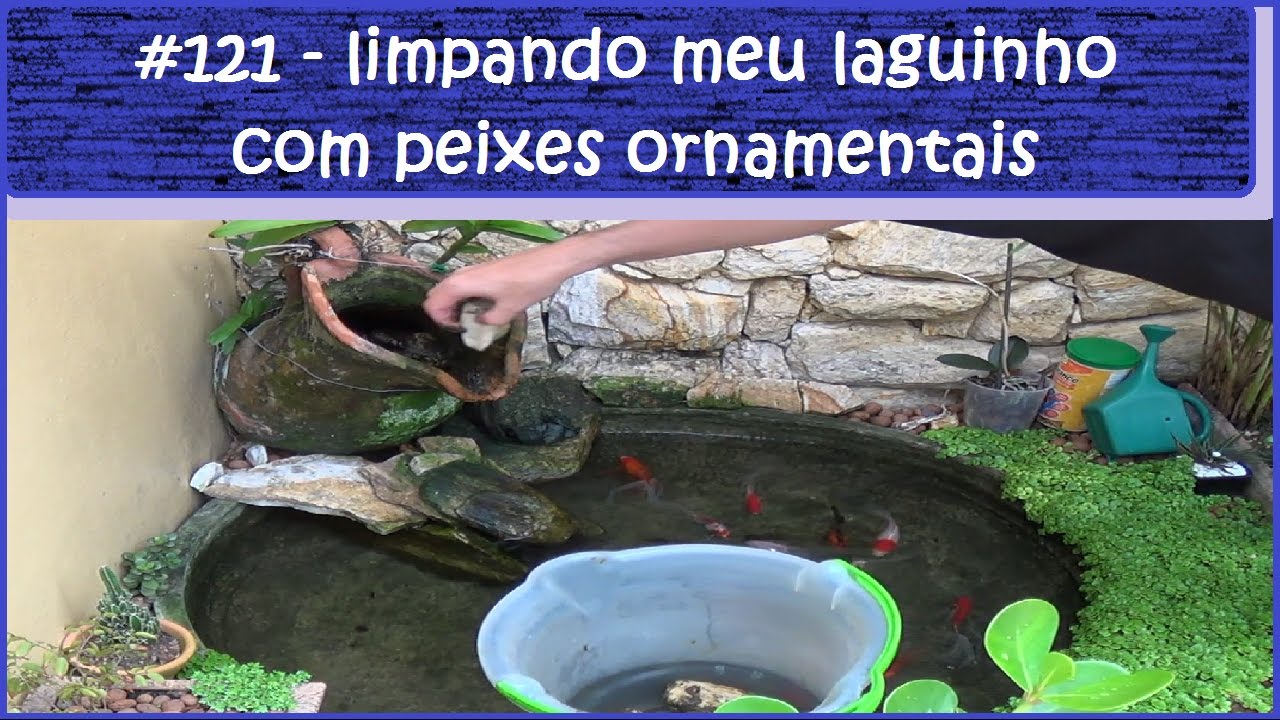 Limpando meu laguinho com peixes