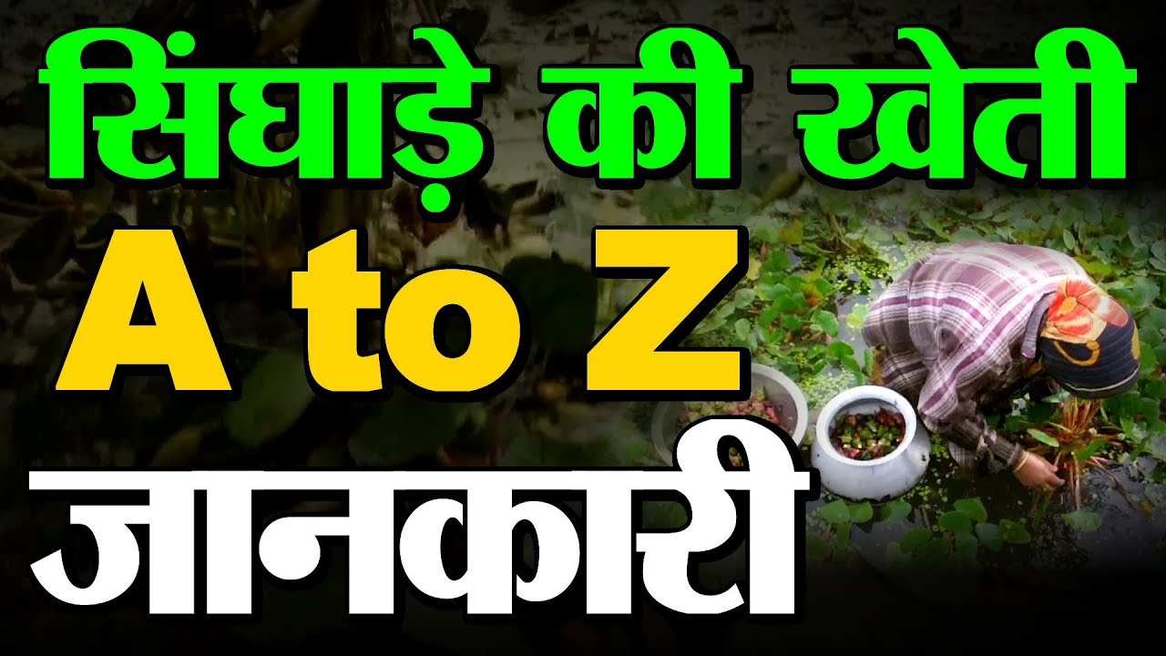 सिंघाड़े की खेती की पूरी जानकारी ||  Farming of Cash Crop Water Chestnut || सिंघाड़ा उगा लाखों कमा