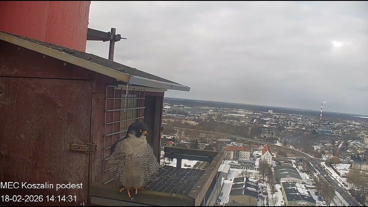 Koszalin 18 02 2026 4 ~ Ptyś z wizytą