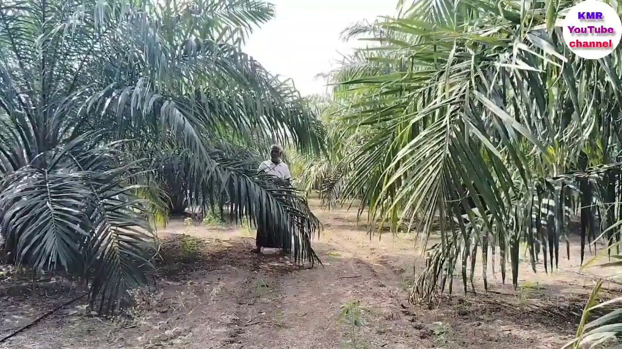 పామ్ఆయిల్ తోటలను రైతులు సరైన పద్ధతిలో మెయింటెన్ చేయకపోతే అంతే సంగతులు