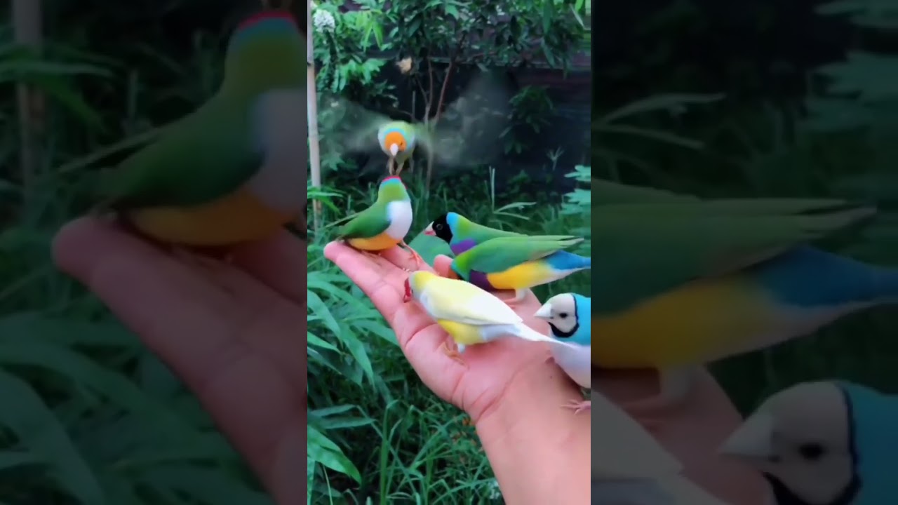 ini namanya Burung Pipit Finch atau Finch Emprit