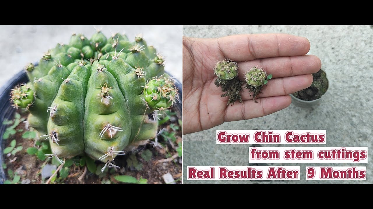 How to Grow chin cactus from stem cuttings | Spider cactus propagation from pups
