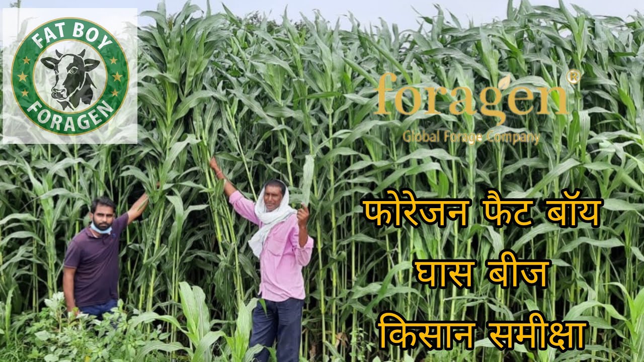 Foragen Seed| FAT BOY | #seeds  #foddergrass फोराजन बीज फेट बॉय | Farmer Review #dollar #fatboy