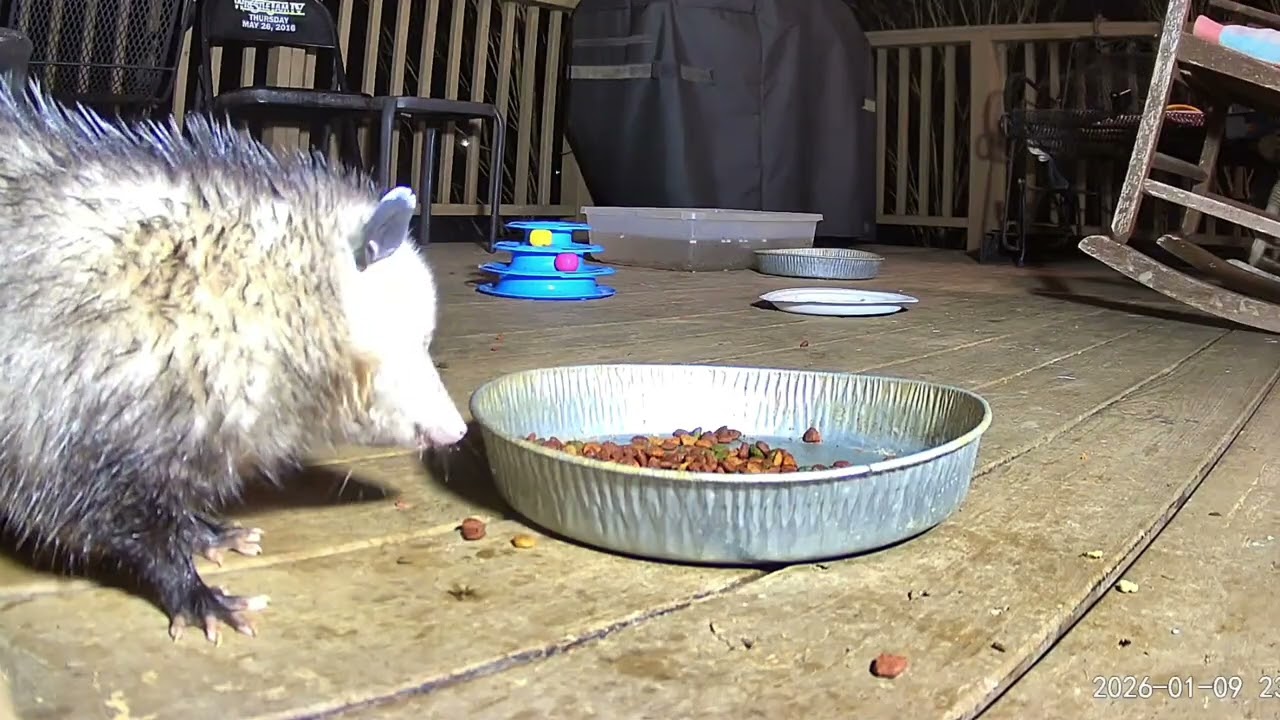 A rainy night brought the critters to the deck Raccoons opossums straycat munching @crittertime308 