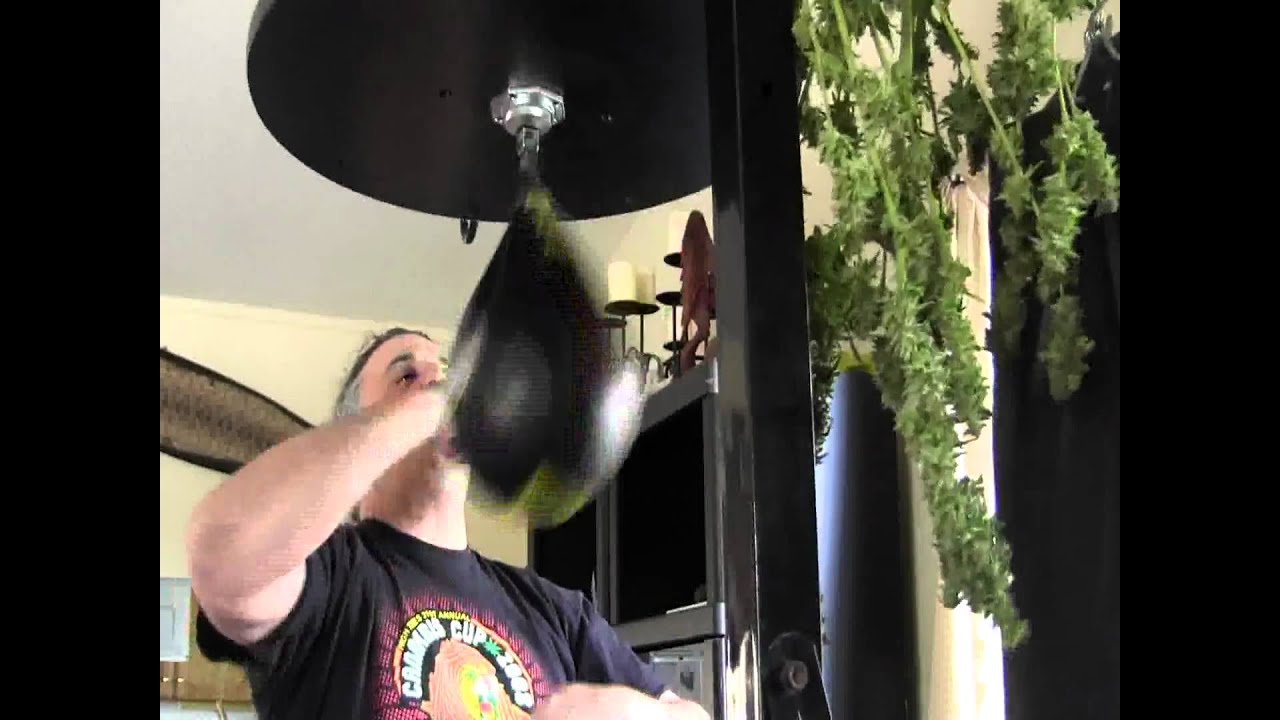 Weedbag: Curing Sour Bubba Kush & Elbow Strikes on Speedbag