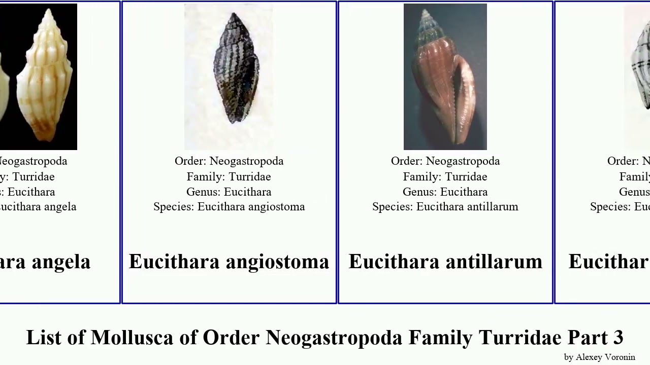 List of Mollusca of Order Neogastropoda Family Turridae Part 3 eucithara crassispira cryptogemma