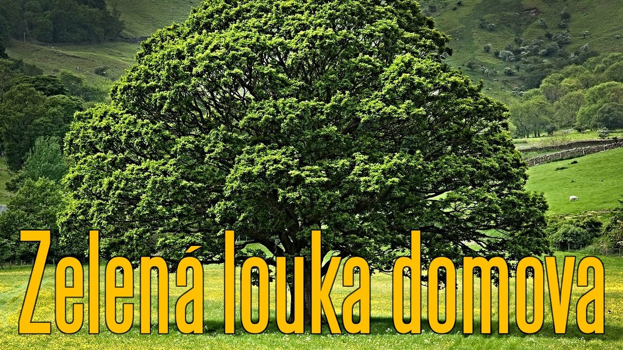 Zelená louka domova