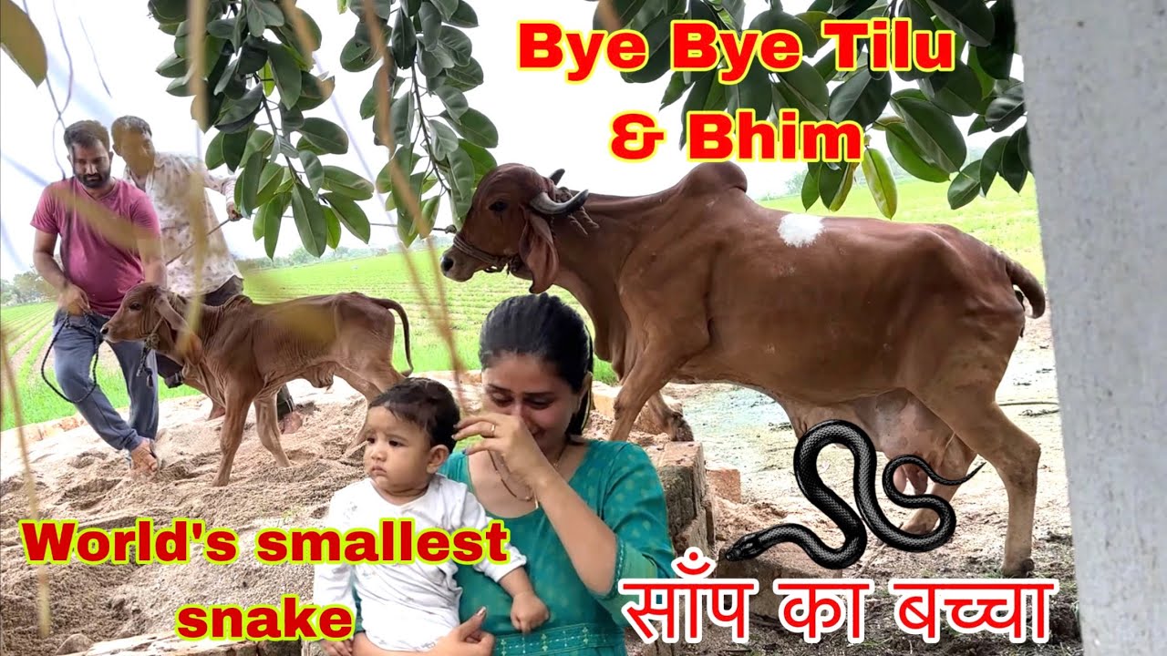 Tilu ja rahi hai ajj hamse dur 😔