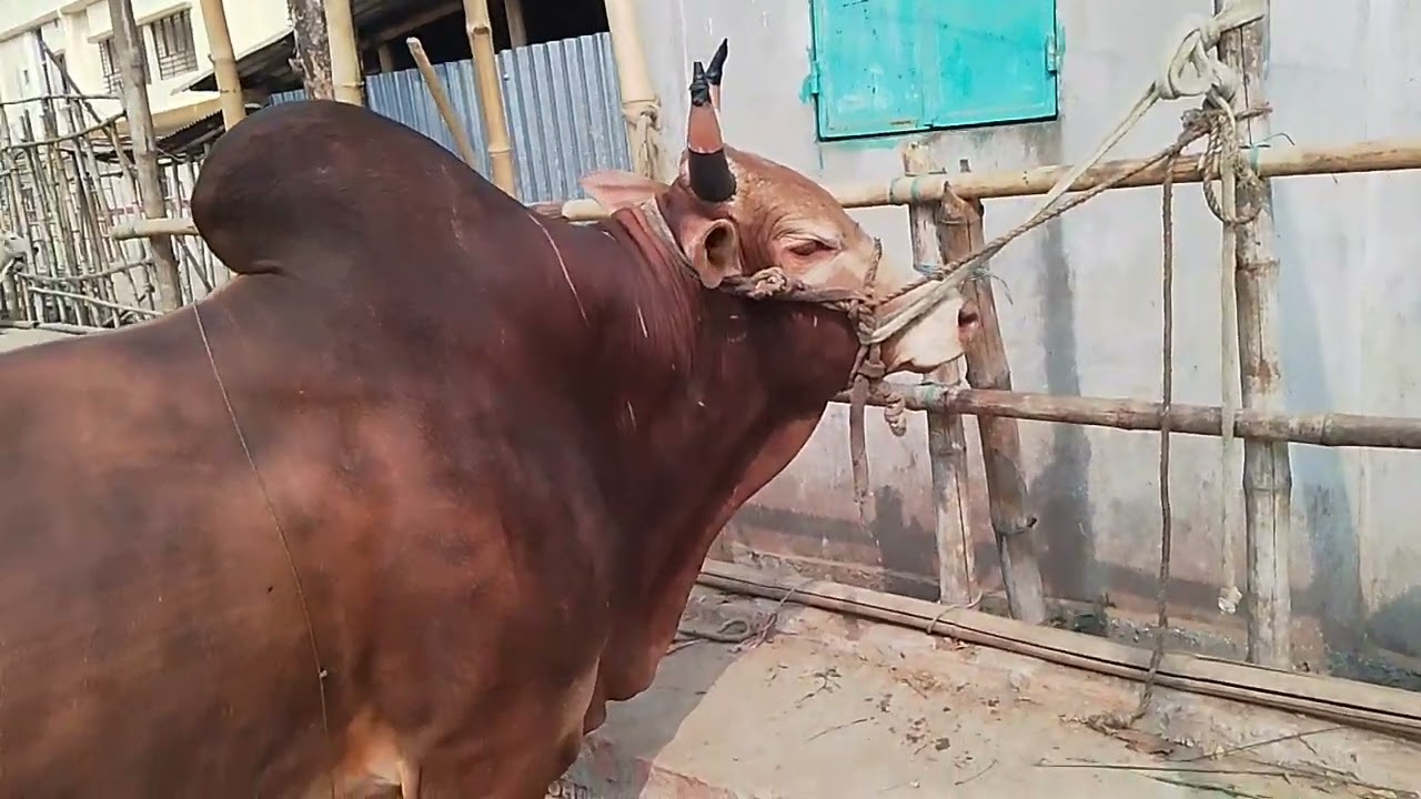 চোখ জোড়ানো ফাইটার ষাড়| না দেখলে মিস| আজ ২৭.০২.২৬ গহরপুর মাদ্রাসা বাজার, সিলেট|
