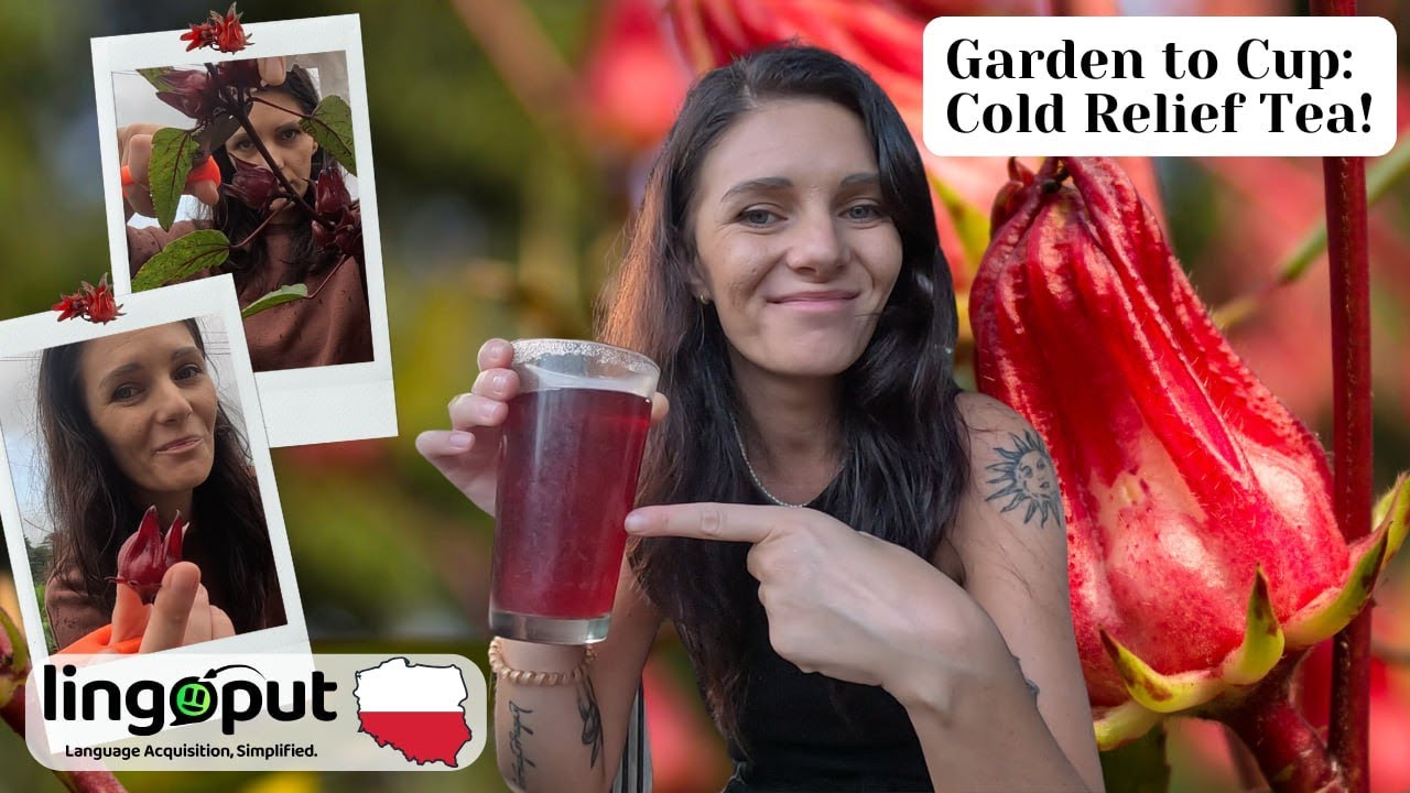 Healing Hibiscus Tea: A Natural Cold Remedy - Polish Comprehensible Input