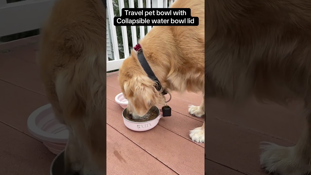 Travel dog bowl with collapsible water bowl lid. #petlife #dogbowl #dogfeeder #dogaccessories