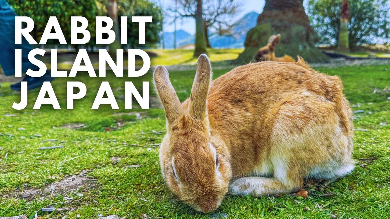🐰 Rabbit Island in Japan｜Come and pet some bunnies living on a secluded island with me in Hiroshima!
