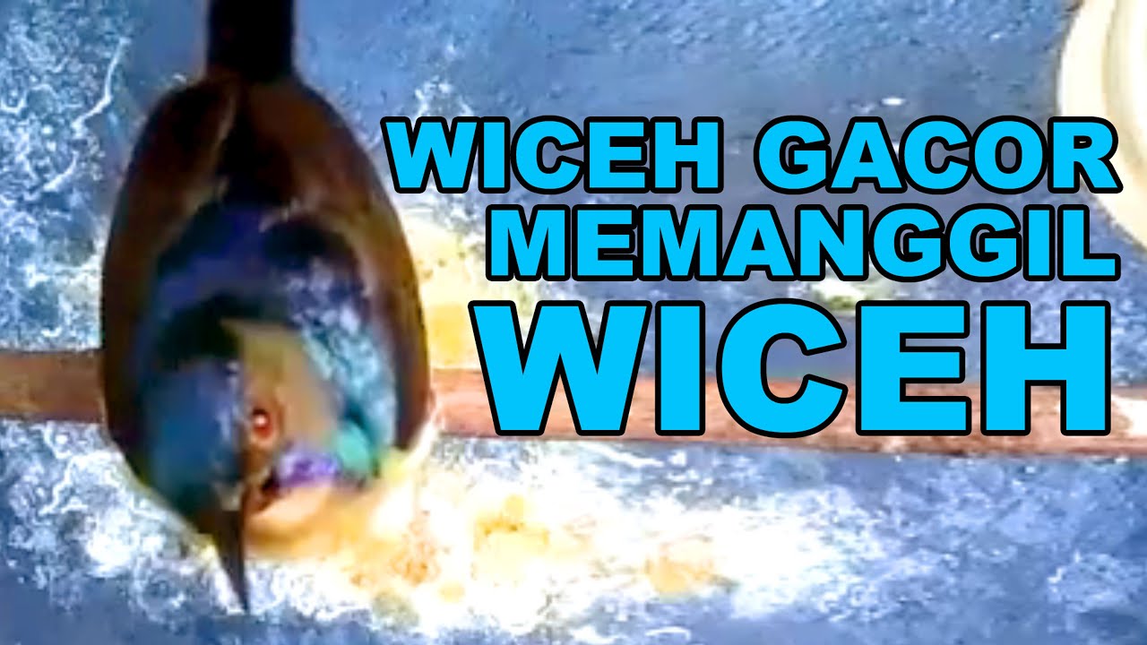 SUARA BURUNG WICEH KOLIBRI KELAPA  GACOR NGALAS NGEPLONG  PANCINGAN KOLAP WICEH MEMANGGIL WICEH