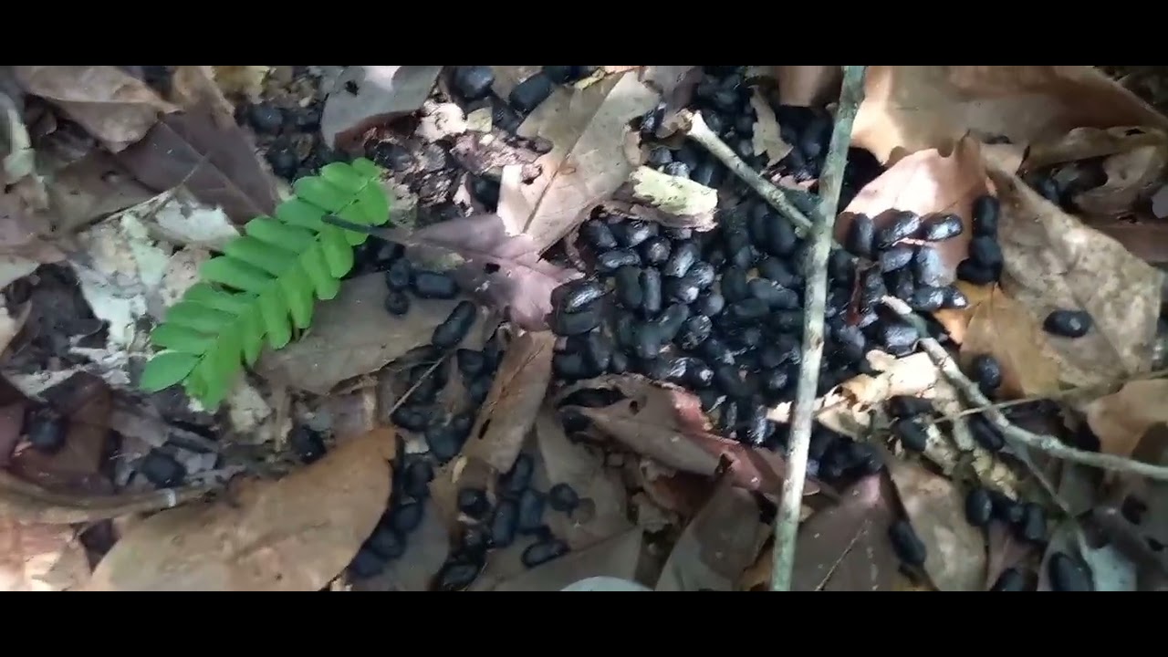Espera de VEADO MATEIRO na castanha no corte