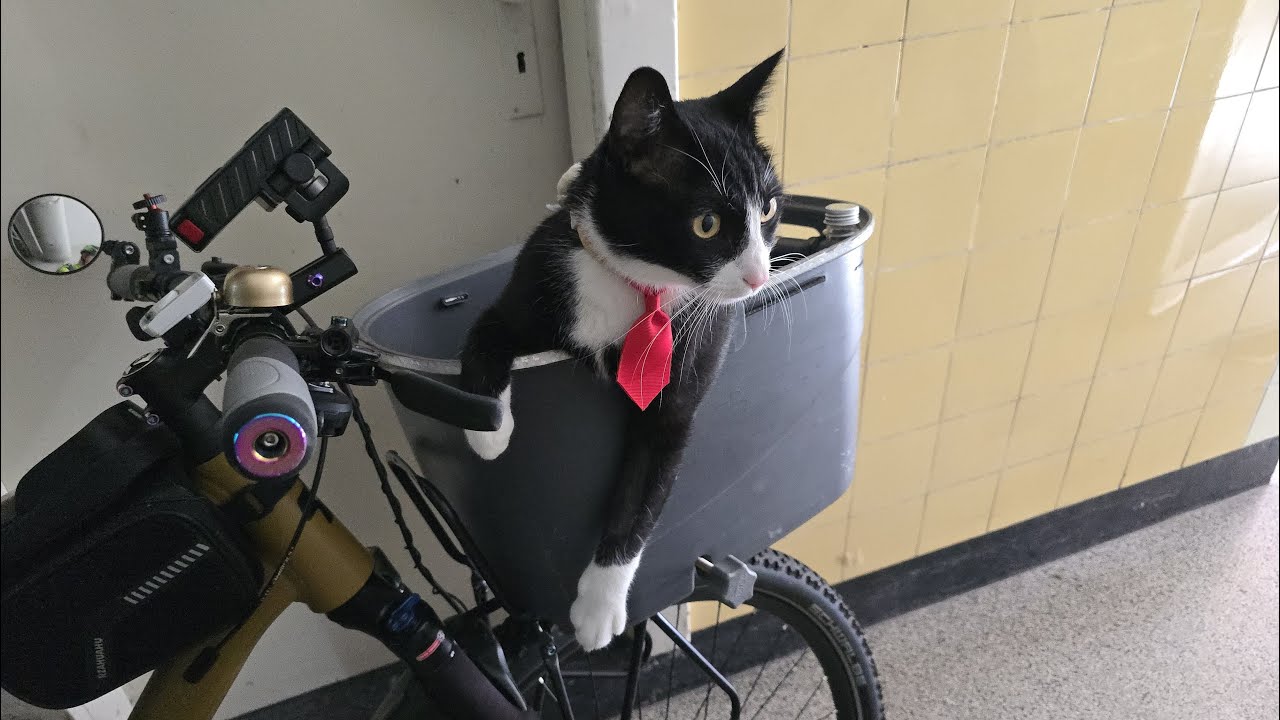 Mit Bernd und Mr.Whiskers zum Lanker See Part 1/7 #cat #katze #katze #happy #kiel #cute #fup #sea
