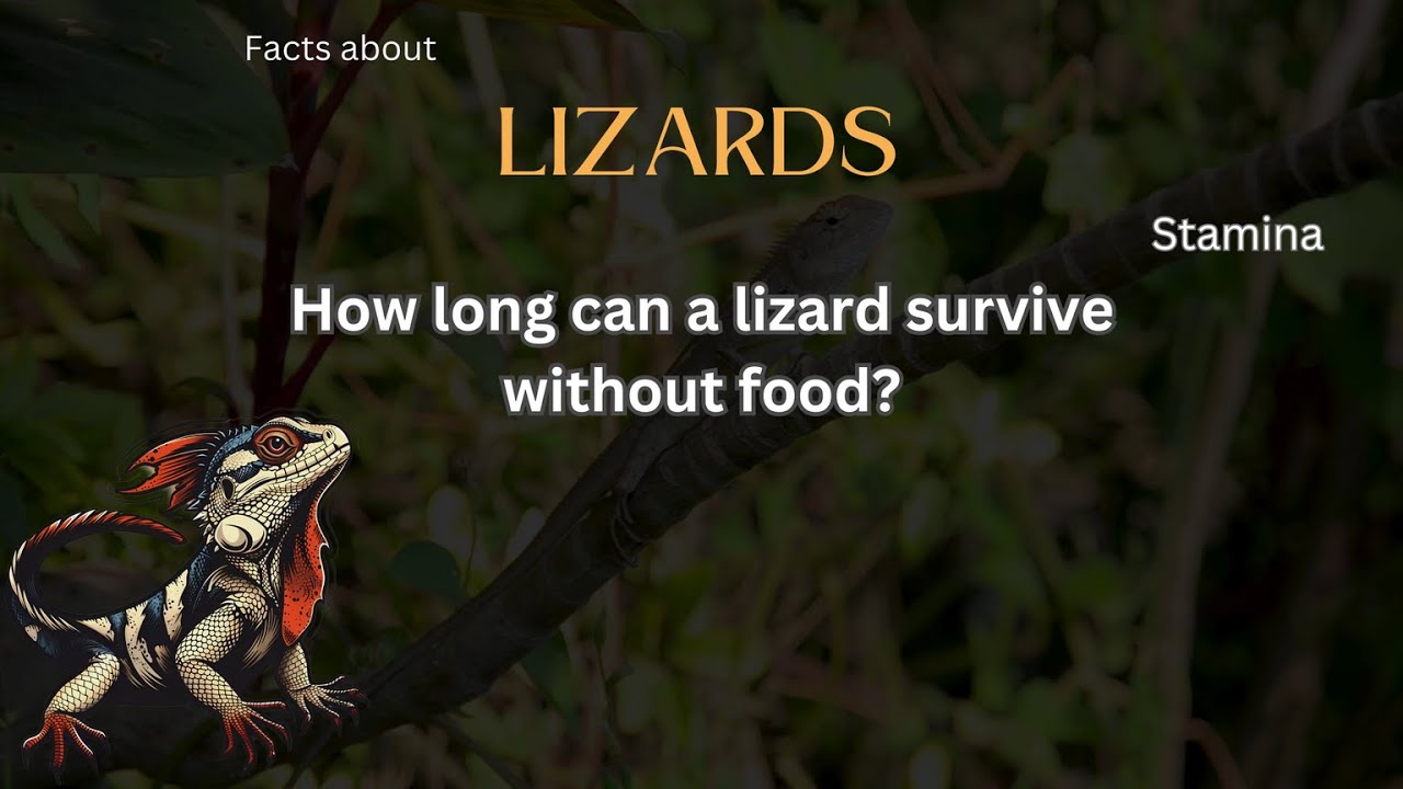 Fact about Lizard 16 - How long can a lizard survive without food?