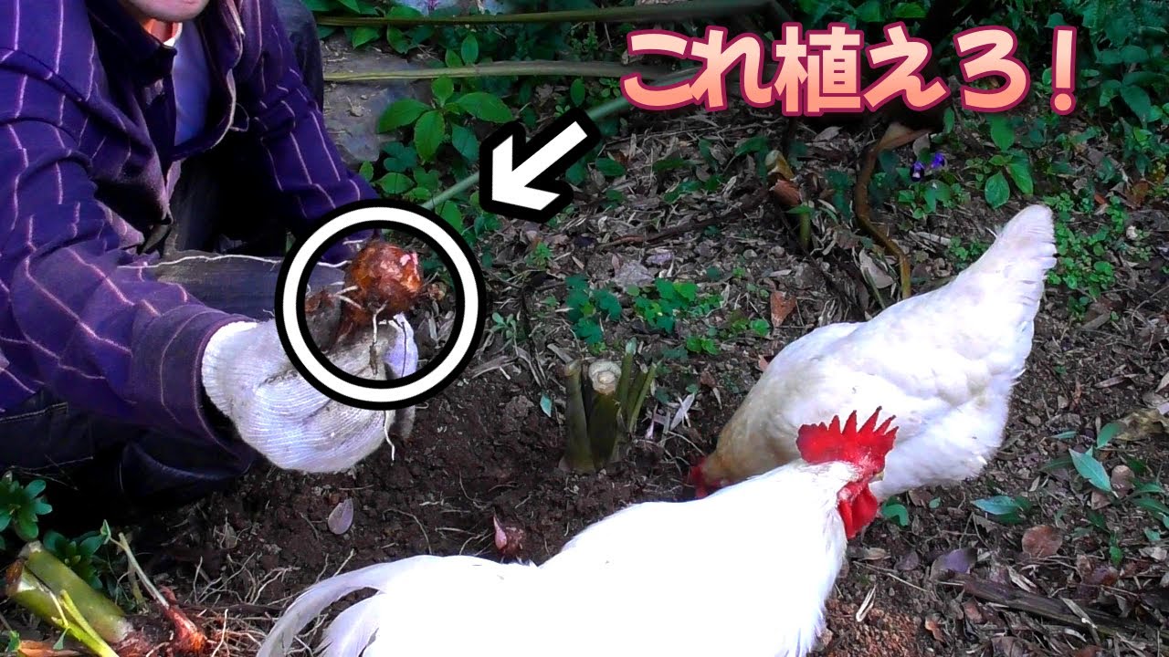 サバイバル備蓄　食糧難はこれを栽培すれば乗り切れます　自給自足生活