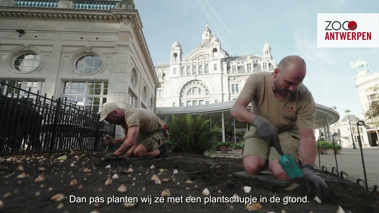 Achter de schermen: zo zorgen onze hoveniers nu al voor kleur in de lente