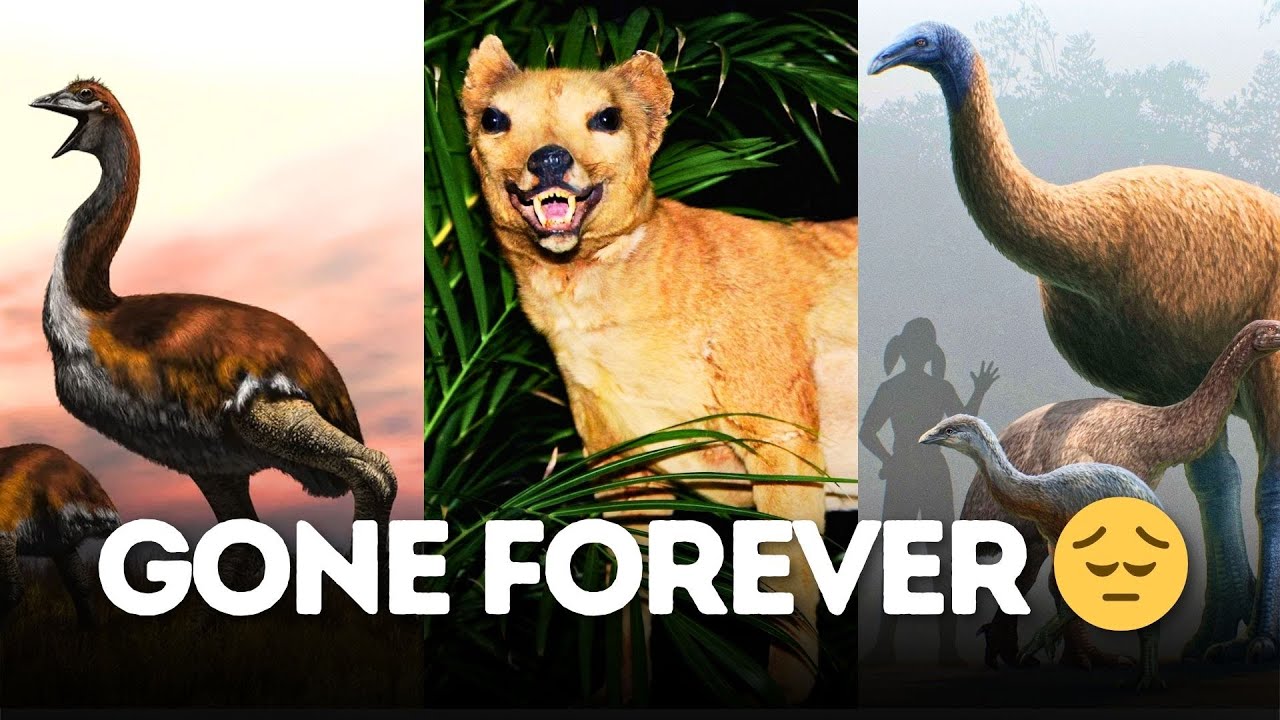 Animals That No Longer Exist