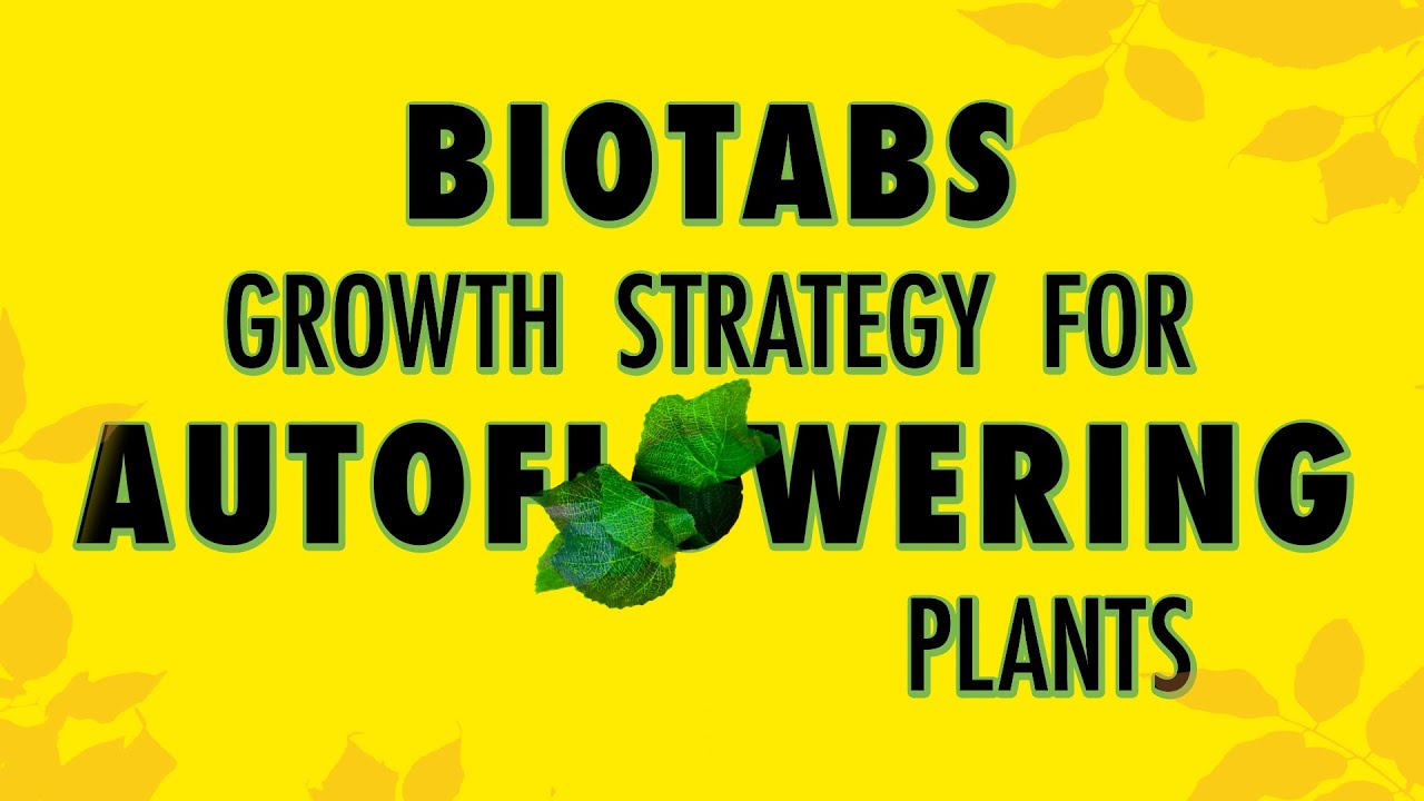 BioTabs growth strategy for autoflowering plants (Strain: CBD Skunk)