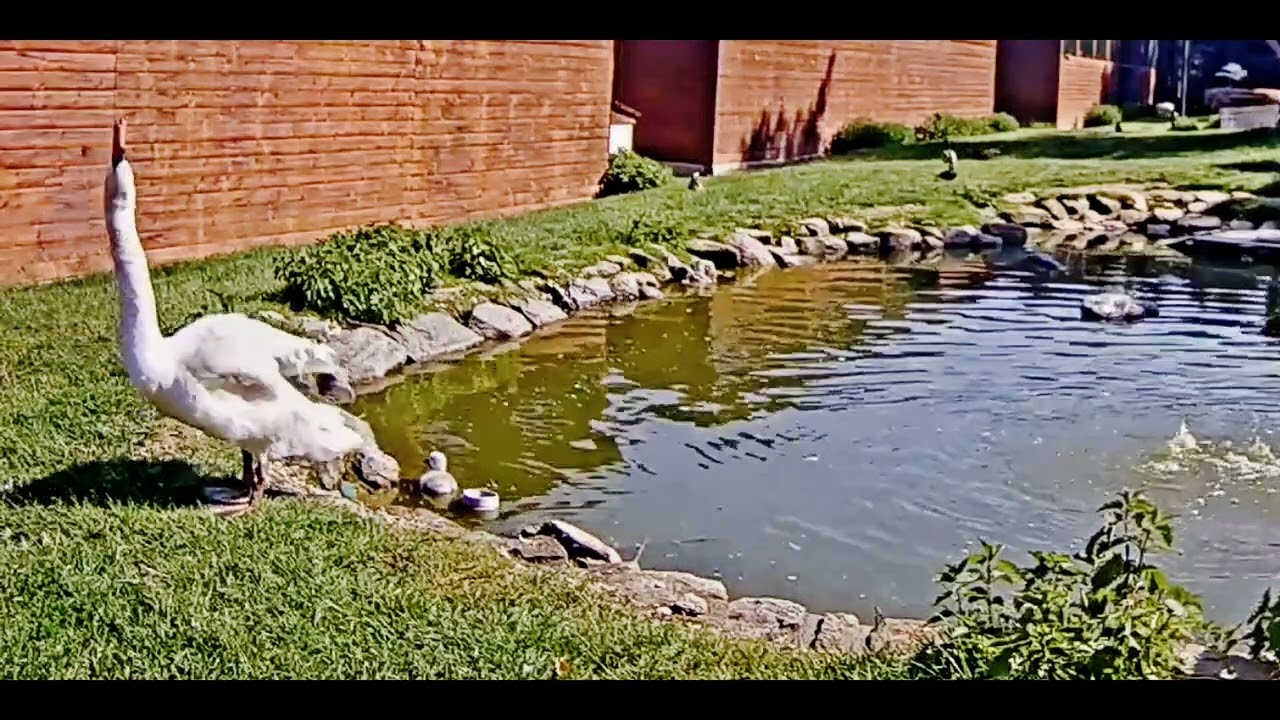 Makovské Labuťátko 🐣🦢🦢