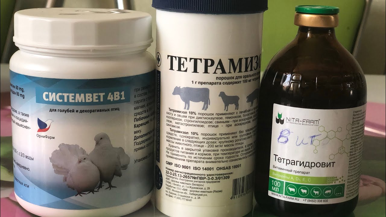 Профилактика от заболеваний у голубей