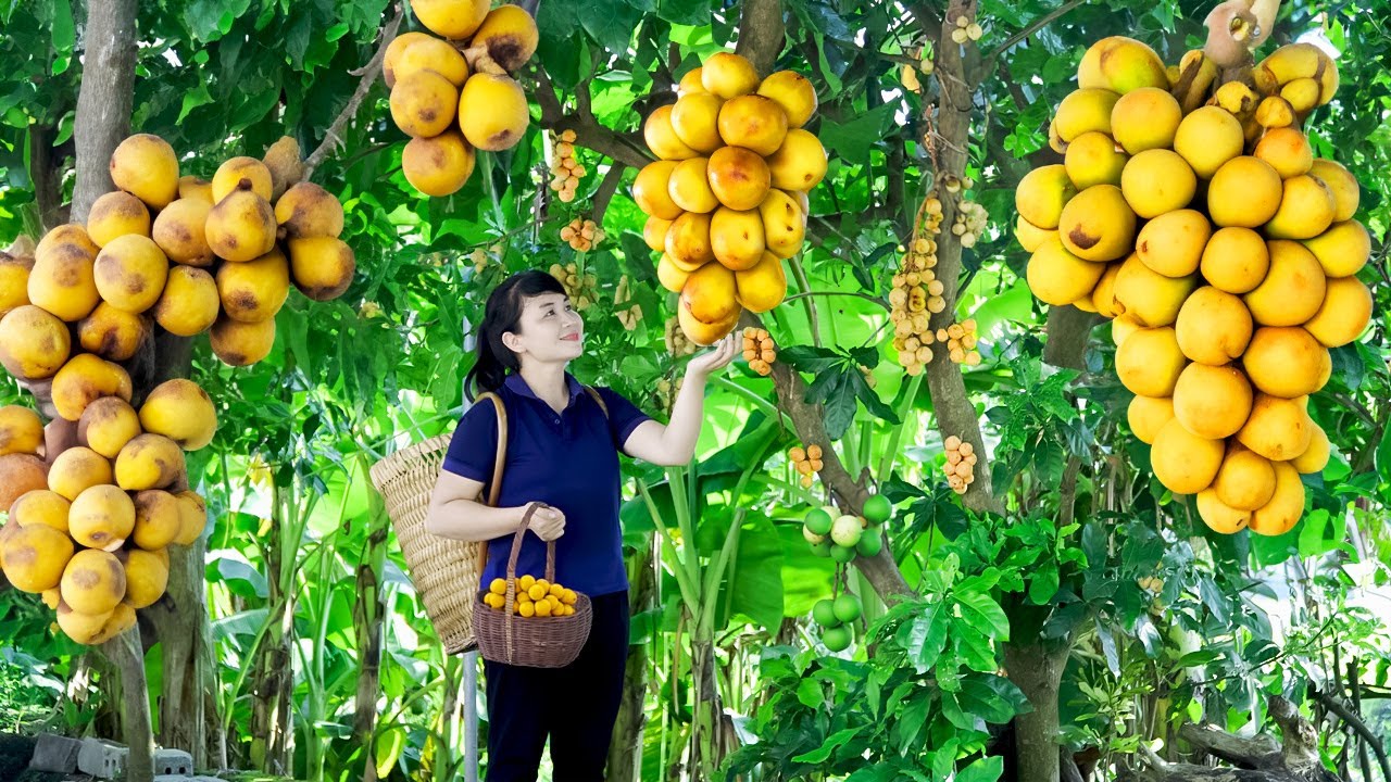 How to Harvest Langsat fruit, Goes To The Market Sell - Harvesting and Cooking | Tieu Vy Daily Life
