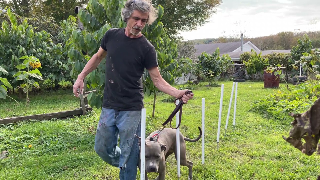 Teach dog weave poles easy way
