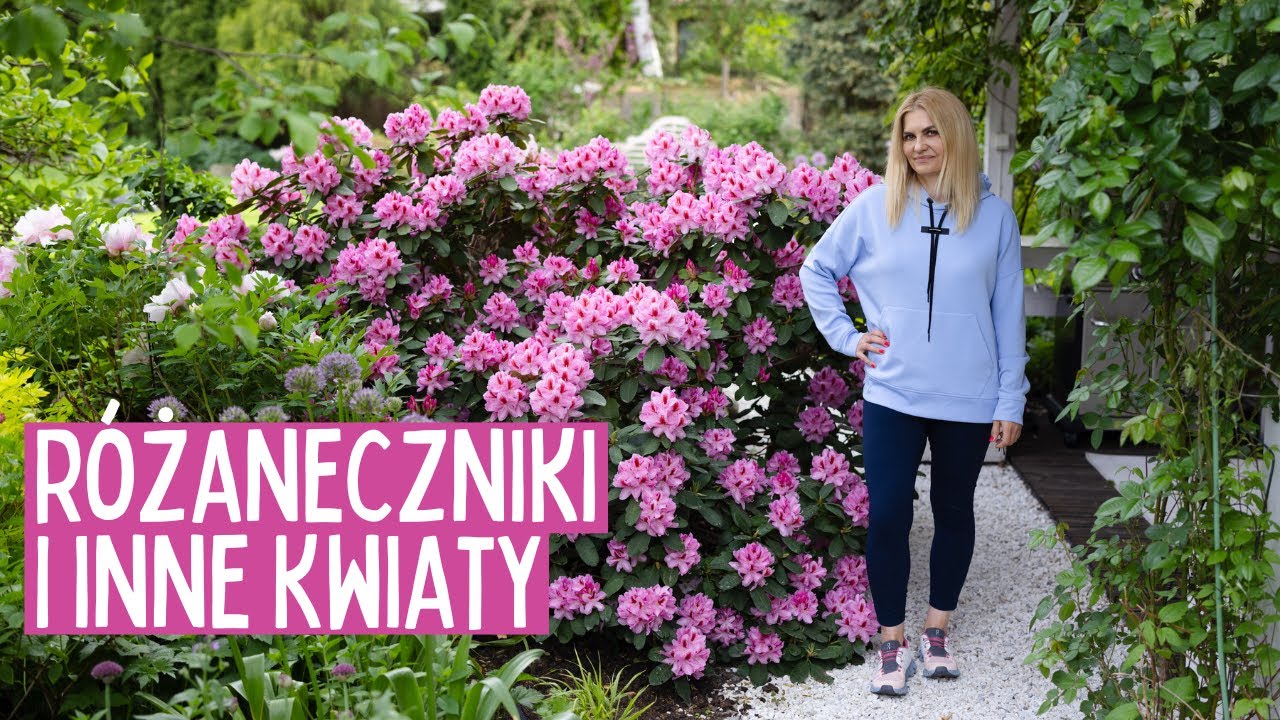Różanecznik, Floks i Kocimiętka: Uprawa, Cięcie, Nawożenie , Szkodniki i Ciekawostki z Ogrodu