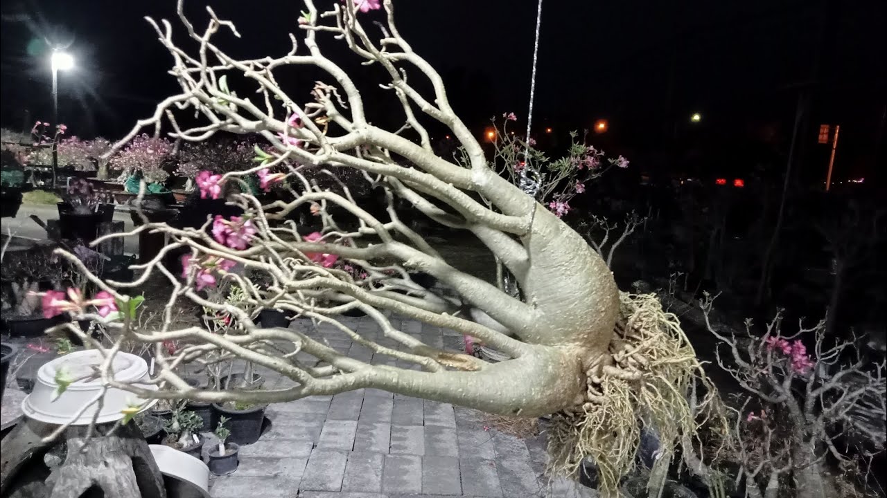 ราชินีพันดอก กิ่งตอน
